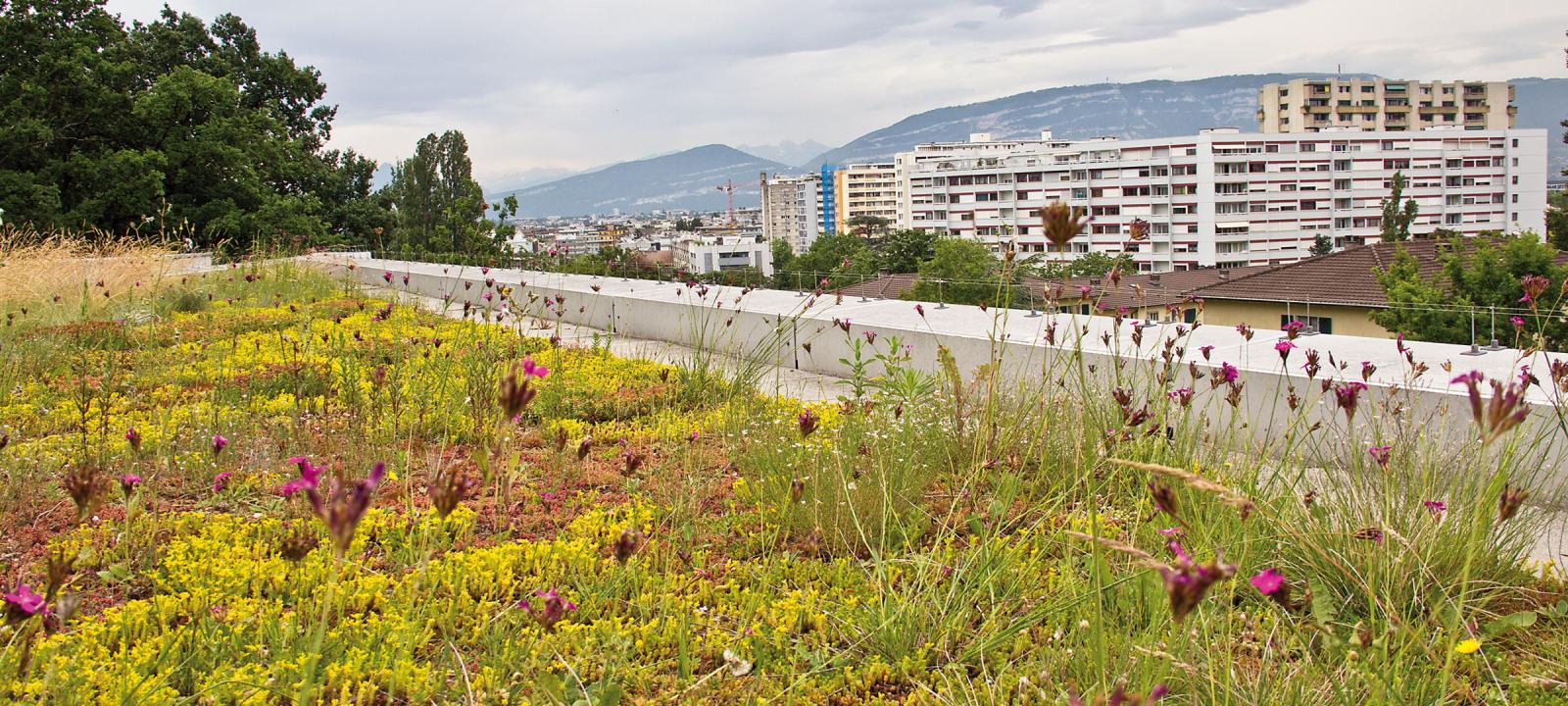 Extensive green roof